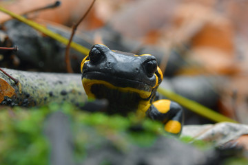 salamander