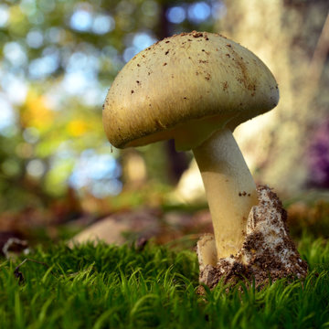 Amanita Phalloides, Deathcap