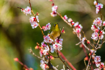 Fototapeta na wymiar The Japanese White-eye.The background is white plum blossoms. Located in Tokyo Prefecture Japan.