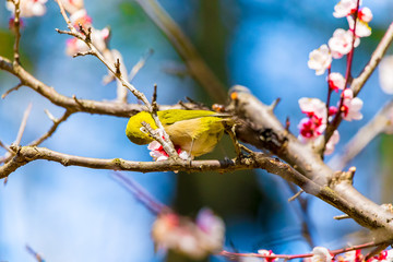 The Japanese White-eye.The background is white plum blossoms. Located in Tokyo Prefecture Japan.