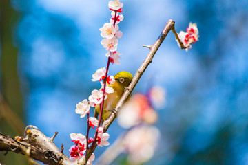 The Japanese White-eye.The foreground is white plum blossoms. Located in Tokyo Prefecture Japan.