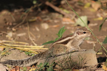 Squirrel