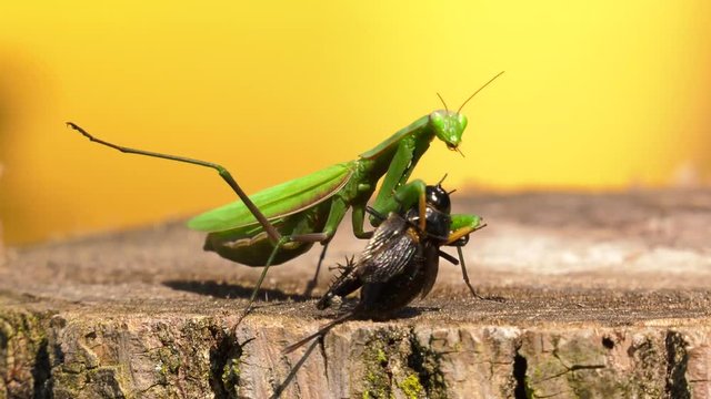praying mantis carries its prey cricket in circle 4k