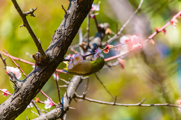 The Japanese White-eye.The background is white plum blossoms. Located in Tokyo Prefecture Japan.