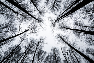 Looking up. Bare trees branches without leaves on pale sky background in twilight. Mystical...