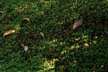 苔と落ち葉