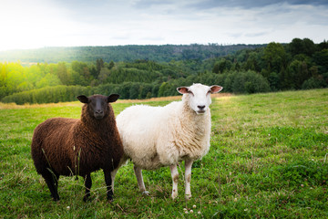Fototapeta premium Black and white sheep together in the meadow