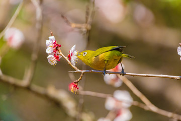 The Japanese White-eye.The background is white plum blossoms. Located in Tokyo Prefecture Japan.