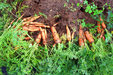 Collected fresh carrots on the ground in the garden, top view.