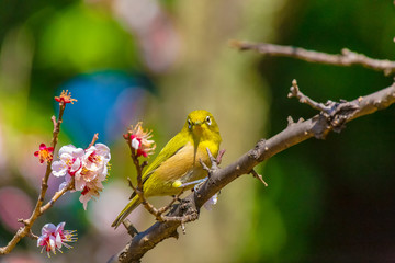 The Japanese White-eye and white plum blossoms. Located in Tokyo Prefecture Japan.