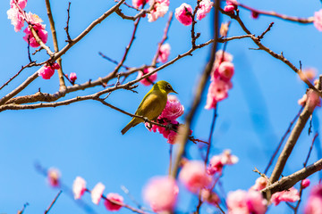 The Japanese White-eye.The background is red plum blossoms. Located in Tokyo Prefecture Japan.