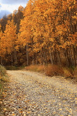 Fototapeta premium Autumn scene in Colorado