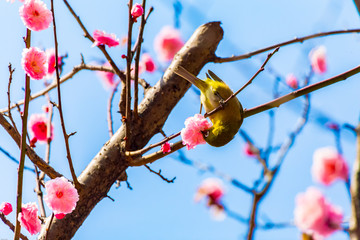 The Japanese White-eye.The background is red plum blossoms. Located in Tokyo Prefecture Japan.
