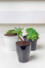 Small succulent plants in pots in home interior