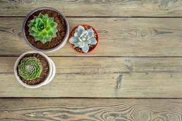 Fototapeta na wymiar Succulent plants grouped on table