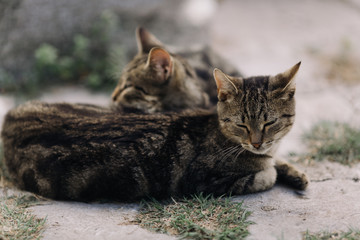 Homeless resting cats heated otdoor on the sun