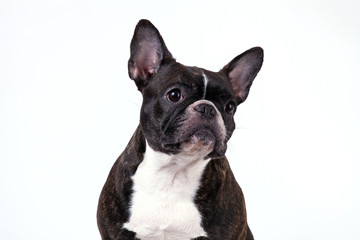 Adorable french bulldog sitting down, isolated on white background.