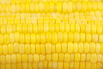 Sweet corn texture background. Selective focus.