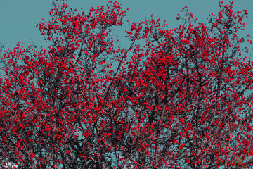Beautiful hawthorn tree with red berries against sky that tinted in green.