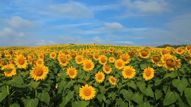 Wonderful view of sunflowers field under blue sky, Nature summer landscape