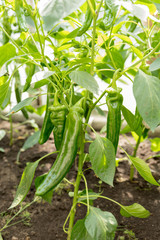 Chili pepper