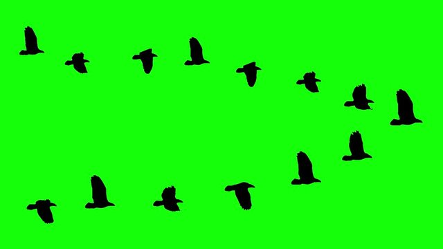 Flying birds wedge flock silhouette animation on chroma key green screen - new quality nature animals video footage