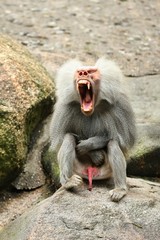 Obraz premium Majestic hamadryas baboon in captivity. Wild monkeys in zoo. Beautiful and also dangereous animals. African wildlife in captivity. 