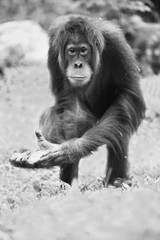 Endangered bornean orangutan in the rocky habitat. Pongo pygmaeus. Wild animal behind the bars. Beautiful and cute creature.