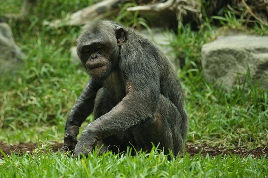 Beautiful and nice chimpanzee in the nature looking habitat.Pan troglodytes. Wild animal behind the bars.
