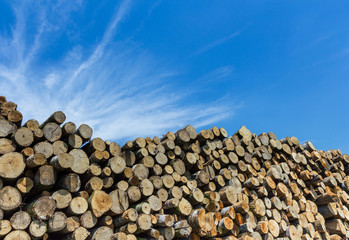 Forest pine trees log trunks felled by the logging timber industry
