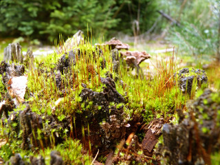 Moss Growing in Forest on Tree Stump Close Up Macro Detail