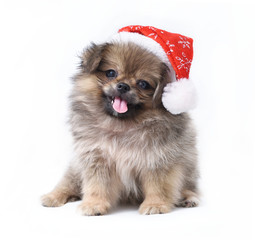 dog in a Christmas costume isolated on white background.