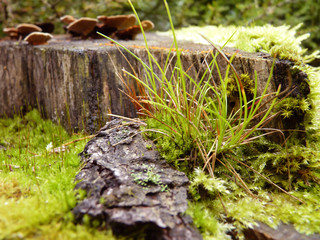 Moss and Grass Growing in Forest on Tree Stump Close Up Macro