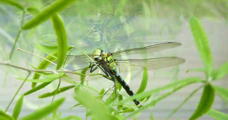 Close Up Macro Detailed Image of Dragonfly on Plant
