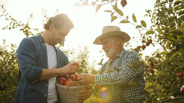 Portrait of old father in a hat and plaid shirt with his handsome son talking and sorting apples after picking the harvest in the apple trees garden. Outside