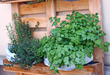 herb cultivation on an upright standing pallet