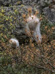 Maladie des pins au Caylar, Hérault, France