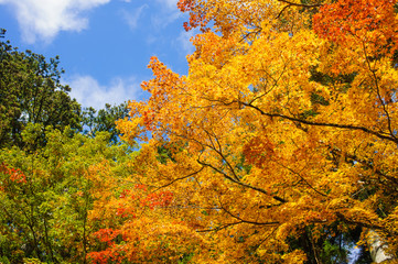 beautiful maple tree in autumn seasonal with blue sky