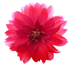 Pink Red Dahlia Flower Isolated