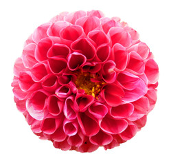 Pink Red Dahlia Flower Isolated