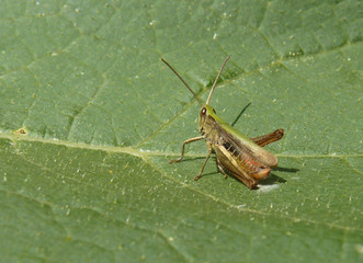 Close Up Macro Detail of Grasshopper on Leaf