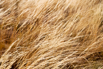 the abstract texture of a yellow grass