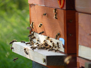 Bees and Hive
