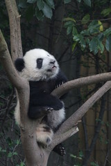 Obraz premium Little Panda Cub on the Tree, Chengdu Panda Base, China