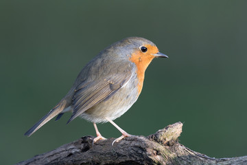 A close up portrait of a robin perched on a branch and looking inquisitively to the right
