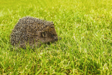 hedgehog on a green lawn