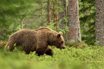 Obraz na płótnie Canvas Bear at summer in forest