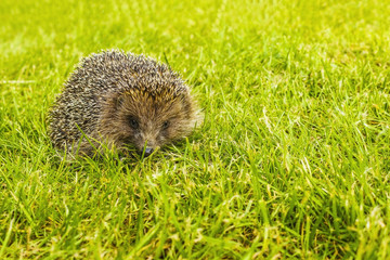hedgehog on a green lawn