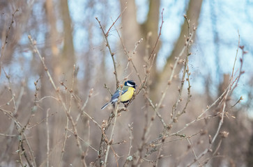 Great titmouse sitting on a branch in forest, natural outdoor landscape photography. Wild birds in winter nature.