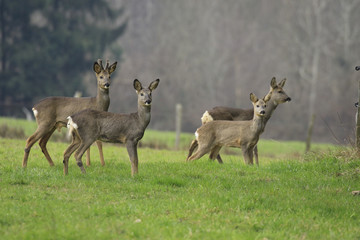 Chevreuils au Printemps!je suis repéré!!